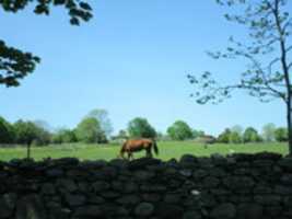 Free download A horse at the Newport Stables free photo or picture to be edited with GIMP online image editor