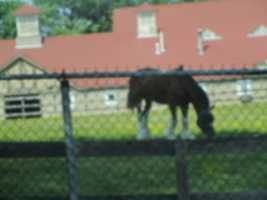 Free download A Horse at the Roger Williams Park Field for Horses free photo or picture to be edited with GIMP online image editor
