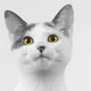 Aida Cat With Yellow Eyes  screen for extension Chrome web store in OffiDocs Chromium