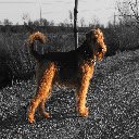 Airedale Terrier Dog  screen for extension Chrome web store in OffiDocs Chromium