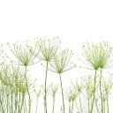 Airplane flowers and grass  screen for extension Chrome web store in OffiDocs Chromium