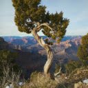 A Juniper Tree at the Grand Canyon  screen for extension Chrome web store in OffiDocs Chromium