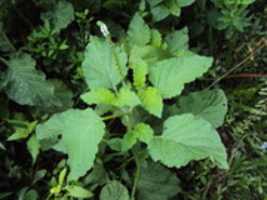 Free download AKOMFEMTIKRO, AKOKOTURBATURBA-INDIAN HELIOTROPE ( SCORPION WEED, DEVIL WEED) ( HELIOTROPIUM INDICUM)-HEALTH AND MIGHT free photo or picture to be edited with GIMP online image editor