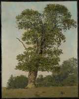 دانلود رایگان عکس یا تصویر A Large Oak رایگان برای ویرایش با ویرایشگر تصویر آنلاین GIMP