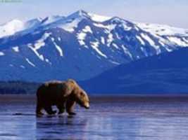 Descarga gratuita Alaska foto o imagen gratis para editar con el editor de imágenes en línea GIMP