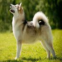 Alaskan Malamute Dog Wallpaper  screen for extension Chrome web store in OffiDocs Chromium