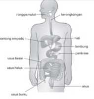 Free download Alat Pencernaan Manusia free photo or picture to be edited with GIMP online image editor