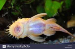 Free download albino-bristlenose-catfish-tropical-fish-under-belly-view-part-of-C2M9MG free photo or picture to be edited with GIMP online image editor