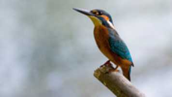 Free download Alcedo Atthis free photo or picture to be edited with GIMP online image editor