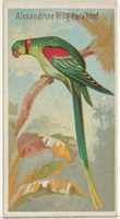 Free download Alexandrine Ring Parakeet, from the Birds of the Tropics series (N5) for Allen & Ginter Cigarettes Brands free photo or picture to be edited with GIMP online image editor