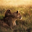 A Lioness and Her Cubs: The Heart of the Pride  screen for extension Chrome web store in OffiDocs Chromium
