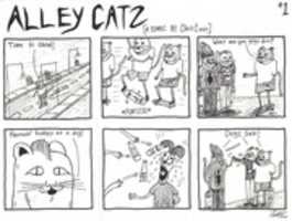 Unduh gratis Alley Catz #1 foto atau gambar gratis untuk diedit dengan editor gambar online GIMP