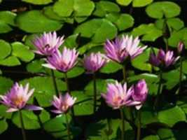 Unduh gratis Semua informasi sistem Facebook Water Lilies foto atau gambar gratis untuk diedit dengan editor gambar online GIMP