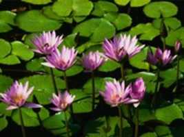 Tải xuống miễn phí Tất cả thông tin hệ thống Facebook Water Lilies Ảnh hoặc ảnh miễn phí được chỉnh sửa bằng trình chỉnh sửa ảnh trực tuyến GIMP