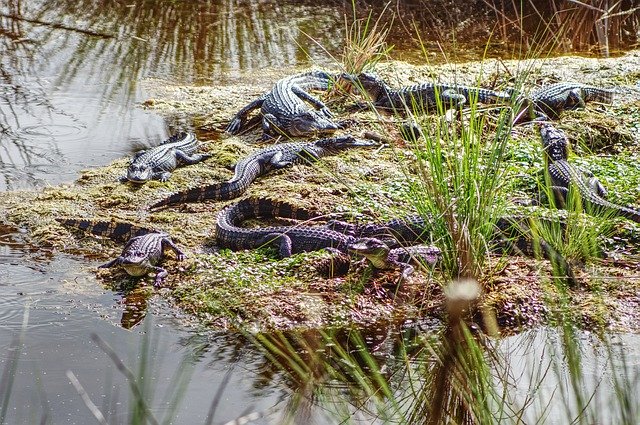 GIMP ücretsiz çevrimiçi resim düzenleyiciyle düzenlenecek ücretsiz timsah gator fl hayvan resmini ücretsiz indirin