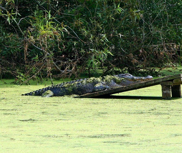 Free download alligator gator swamp 4 2 meters free picture to be edited with GIMP free online image editor