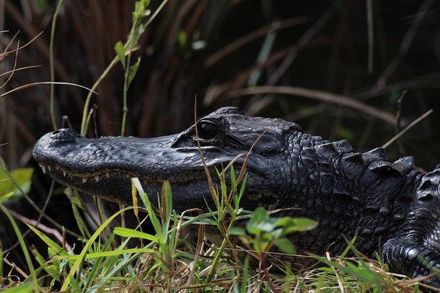 Descărcare gratuită a crocodilului reptilă poză gratuită pentru a fi editată cu editorul de imagini online gratuit GIMP