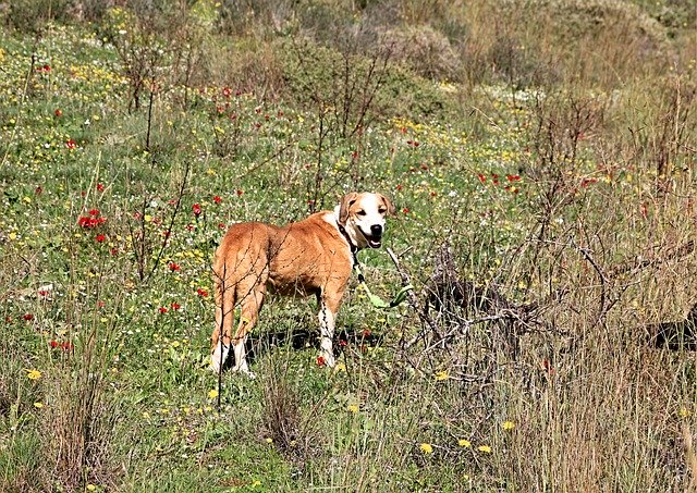 Free download almond my dog dog friend free picture to be edited with GIMP free online image editor