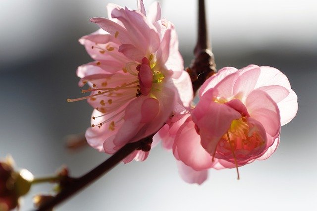 GIMP ücretsiz çevrimiçi resim düzenleyici ile düzenlenecek ücretsiz çift çiçekli ücretsiz resimli badem indir