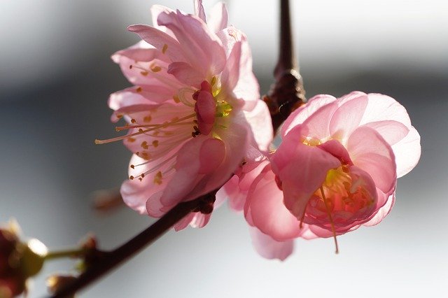Free download almond that has double flowers free picture to be edited with GIMP free online image editor