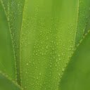 Aloe vera branches  screen for extension Chrome web store in OffiDocs Chromium