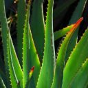 ALOE VERA THEME  screen for extension Chrome web store in OffiDocs Chromium