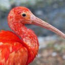 A long beaked bird  screen for extension Chrome web store in OffiDocs Chromium