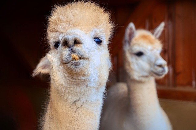 Kostenloser Download von Alpaka-Tieren, Wolle, Nutztiere, kostenloses Bild, das mit dem kostenlosen Online-Bildeditor GIMP bearbeitet werden kann