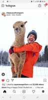 Free download Alpaca cute funny Screenshot_20190218-083609_Instagram.jpg free photo or picture to be edited with GIMP online image editor