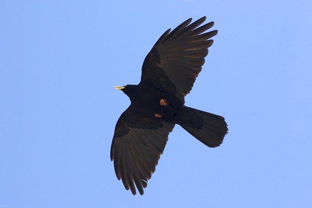 Free download alpine chough bird animal free picture to be edited with GIMP free online image editor