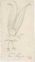 Free download A Lyre Bird free photo or picture to be edited with GIMP online image editor