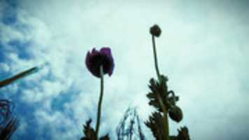 Free download Amapola Abajo free photo or picture to be edited with GIMP online image editor