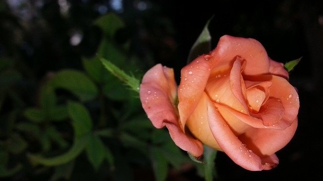 Descărcați gratuit fotografii uimitoare cc0 nature trandafir imagine gratuită pentru a fi editată cu editorul de imagini online gratuit GIMP