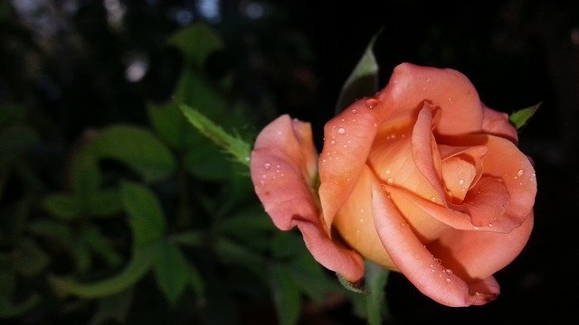 Muat turun percuma gambar menakjubkan cc0 nature rose gambar percuma untuk diedit dengan editor imej dalam talian percuma GIMP