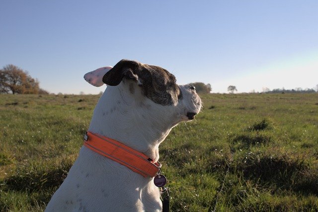 Free download american bulldog prairie bulldog free picture to be edited with GIMP free online image editor