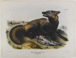Free picture American Cross Fox to be edited by GIMP online free image editor by OffiDocs