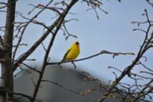 Free download American Goldfinch free photo or picture to be edited with GIMP online image editor