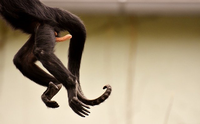 Free download am gone fun ape zoo free picture to be edited with GIMP free online image editor