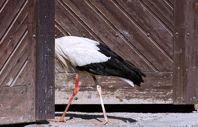 Free download am gone stork wing birds plumage free picture to be edited with GIMP free online image editor