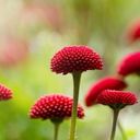 A Miniature Tapestry of Bellis perennis  screen for extension Chrome web store in OffiDocs Chromium