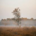 A Misty Field  screen for extension Chrome web store in OffiDocs Chromium