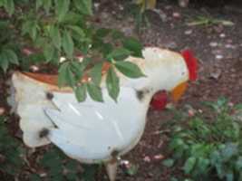 Free download A Model of a Chicken at the Fantastic Umbrella Factory free photo or picture to be edited with GIMP online image editor