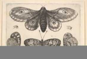 Free download A Moth, Two Butterflies and Two Beetles, Butterflies and Insects, Muscarum scarabeorum free photo or picture to be edited with GIMP online image editor