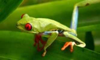 Free download Amphibian Pictures free photo or picture to be edited with GIMP online image editor