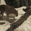 Amur Leopard Walking through Snowy Landscape  screen for extension Chrome web store in OffiDocs Chromium
