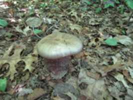 Free download A Mushroom at the Oak Knoll Wildlife Sanctuary free photo or picture to be edited with GIMP online image editor