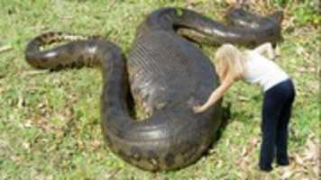 Free download Anaconda free photo or picture to be edited with GIMP online image editor