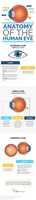 Free download Anatomy Of The Human Eye free photo or picture to be edited with GIMP online image editor