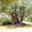Ancient olive tree  screen for extension Chrome web store in OffiDocs Chromium