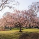 ancient peach tree  screen for extension Chrome web store in OffiDocs Chromium